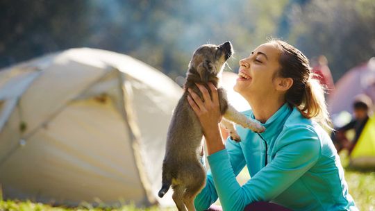 dog-on-campsite